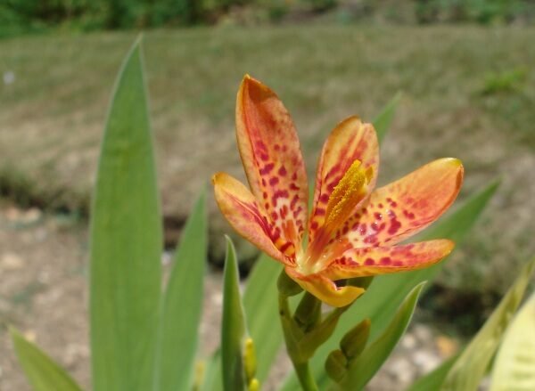 anginovnik e1770195408353