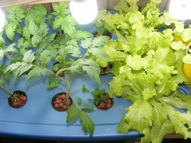 aeroponics 2