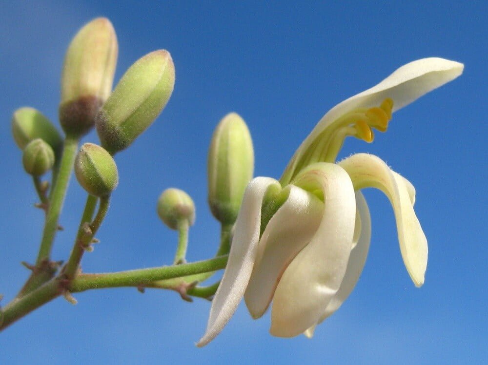 moringa kvet