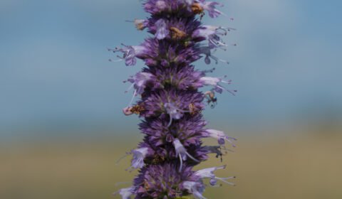 Agastache foeniculum Anise Hyssop 01