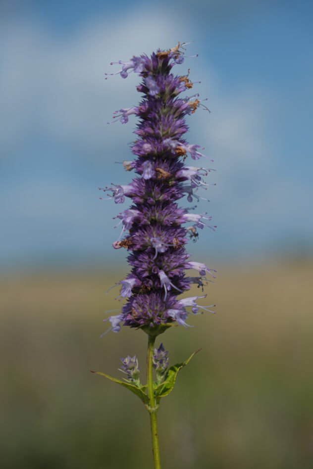 Agastache foeniculum Anise Hyssop 01