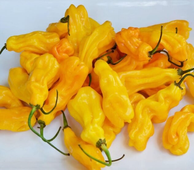 malaysian goronong pepper