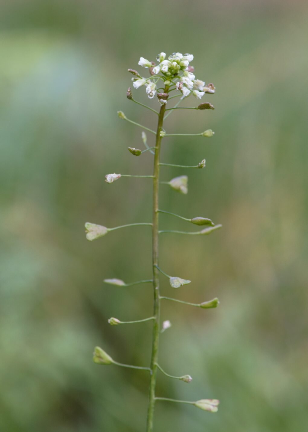 Capsella bursa pastoris kz02