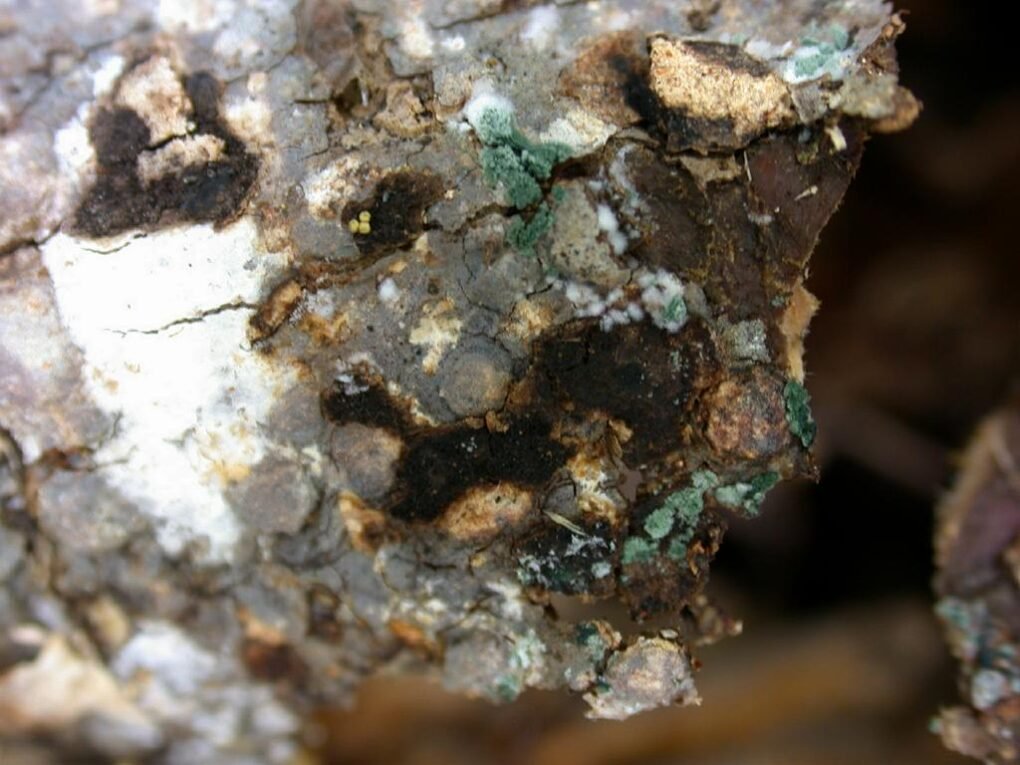 trichoderma