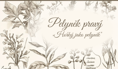 Pelyněk pravý
