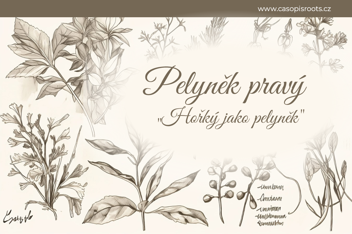 Pelyněk pravý