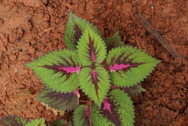 Plectranthus scutellarioides (zdroj: wikimedia.org, autor: Vengolis)