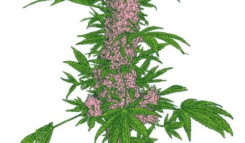 Kalendar Cannapedia 2018 225x315 Feminizovane konopne odrudy
