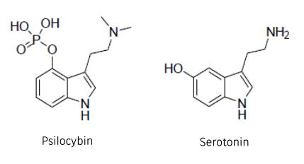 psilocybinvsserotonin
