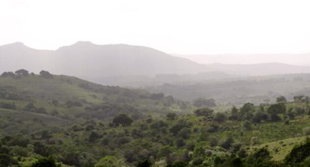 content local initiative yerba mate 2