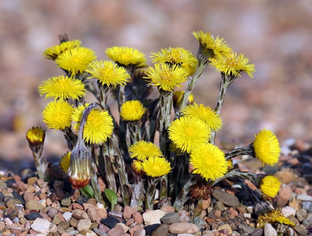 Podbel Podběl lékařský (Tussilago farfara) | Časopis ROOTS...