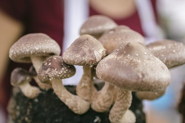 Shiitake