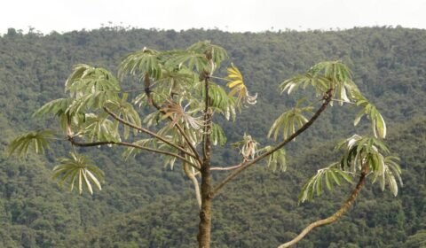 2ae25b 115c2e8456b74c419ced13711c8ddd23 mv2