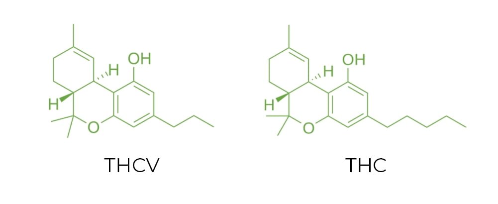 THCV a THC molekuly