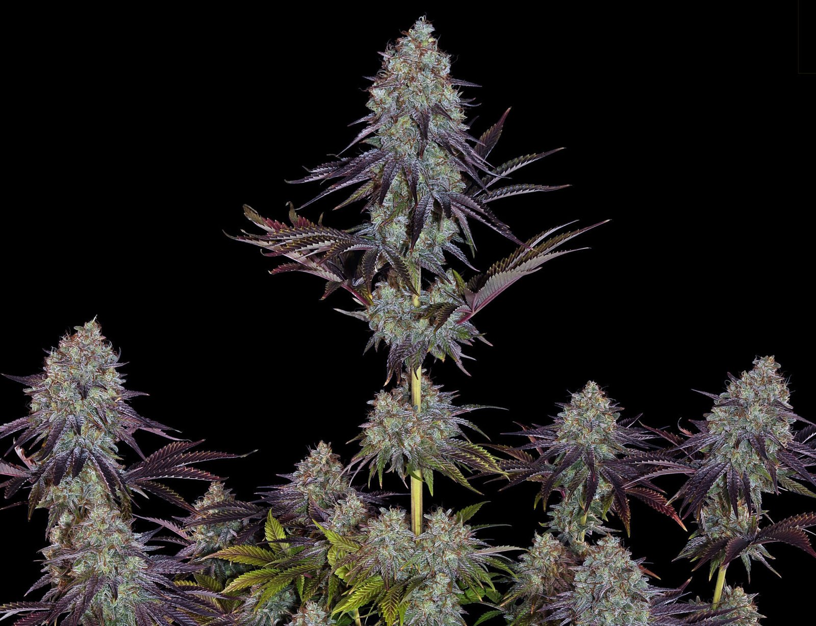 Sour Diesel