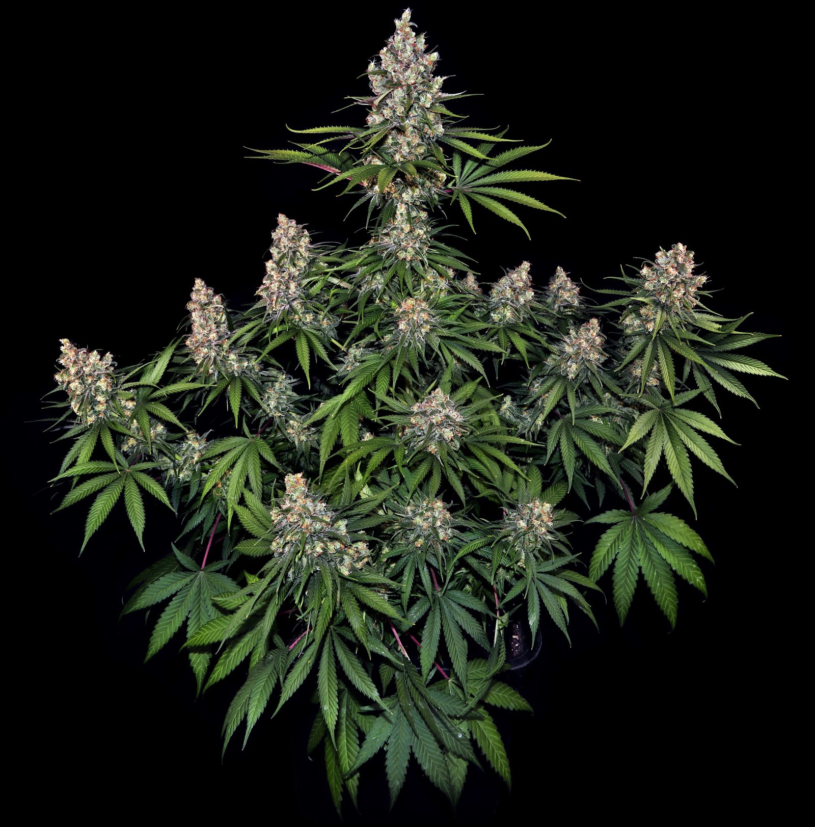 OG Kush