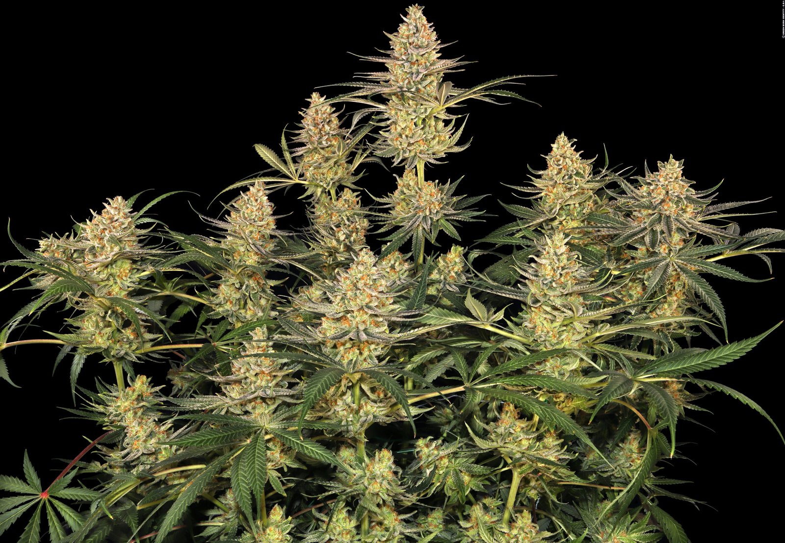 Girl Scout Cookies