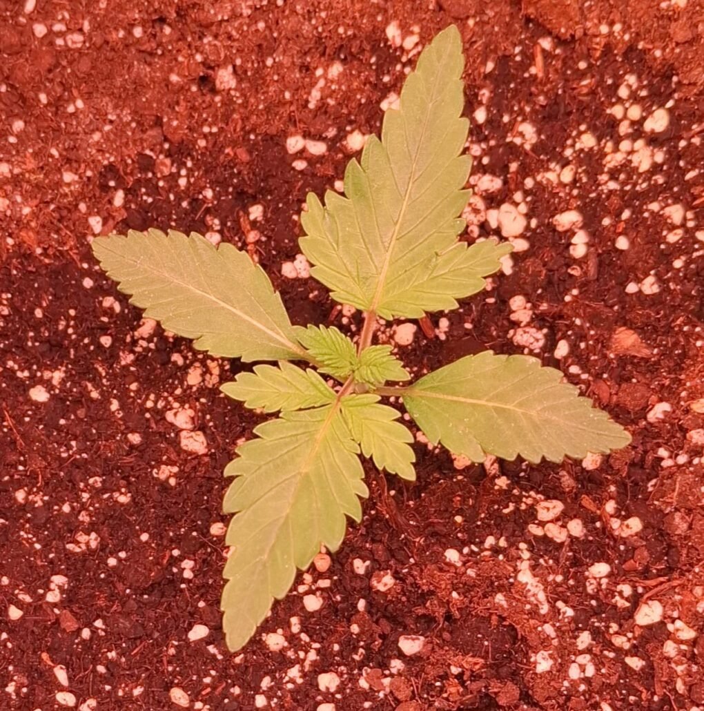 Triploidní rostlina 12 dnů od naklíčení.