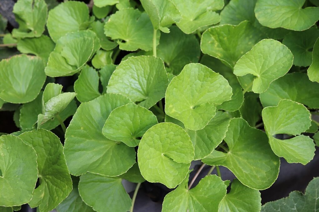 1280px Centella asiatica large