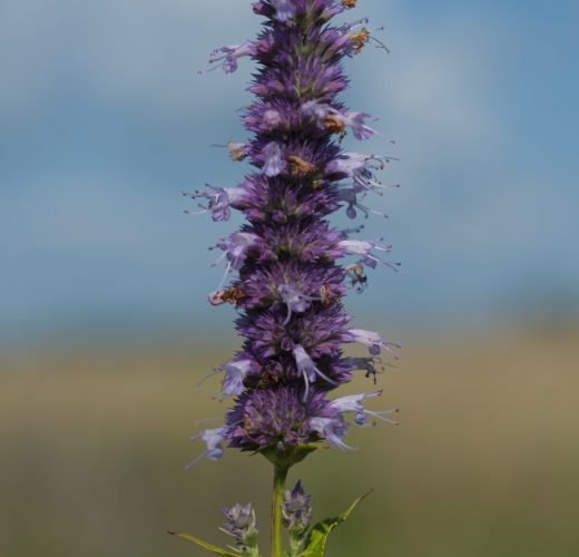 Agastache_foeniculum_-_Anise_Hyssop_01