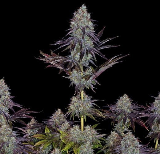 Stacked from 16 images. Method=A (R=2,S=2) Sour Diesel