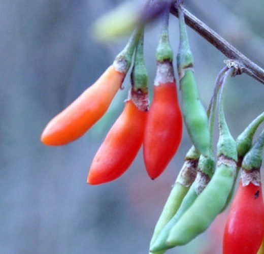 imageedit_2_6152742065-e1461247165414