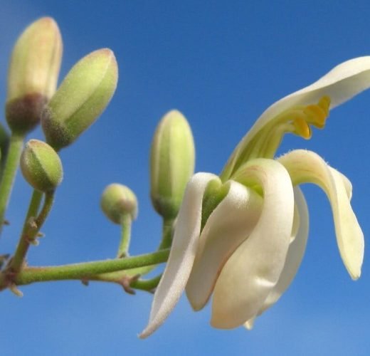 moringa-kvet