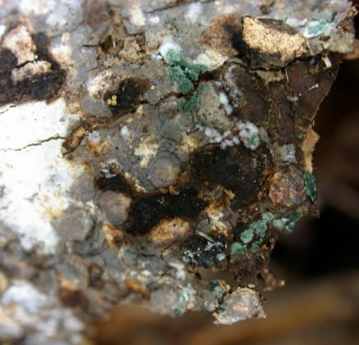 trichoderma